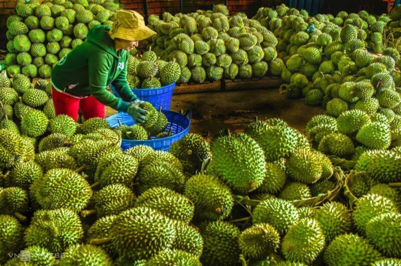 xuat khau sau rieng sang trung quoc