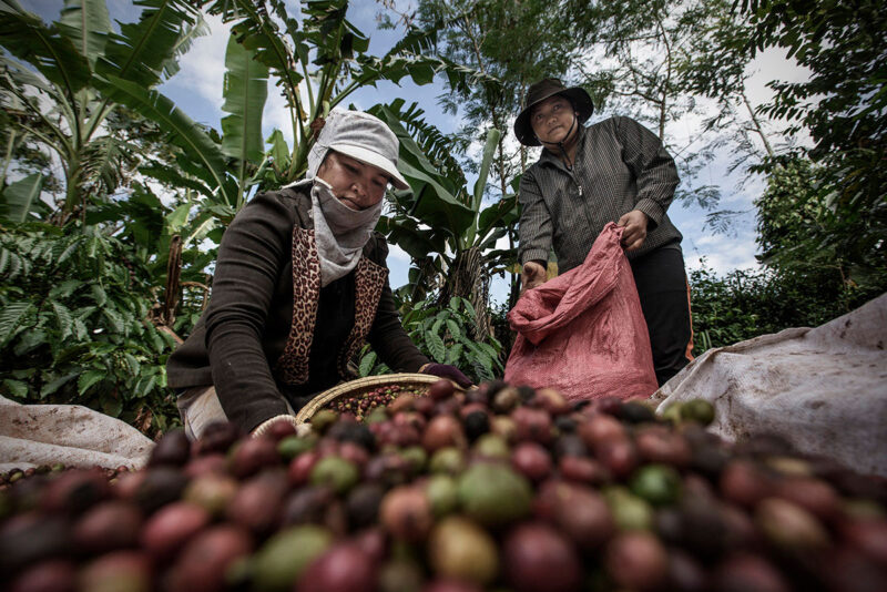 Phần lớn cà phê nước ta thuộc giống Robusta – Theo Vicofa, năm 2015 sản lượng cà phê Vối là 96%