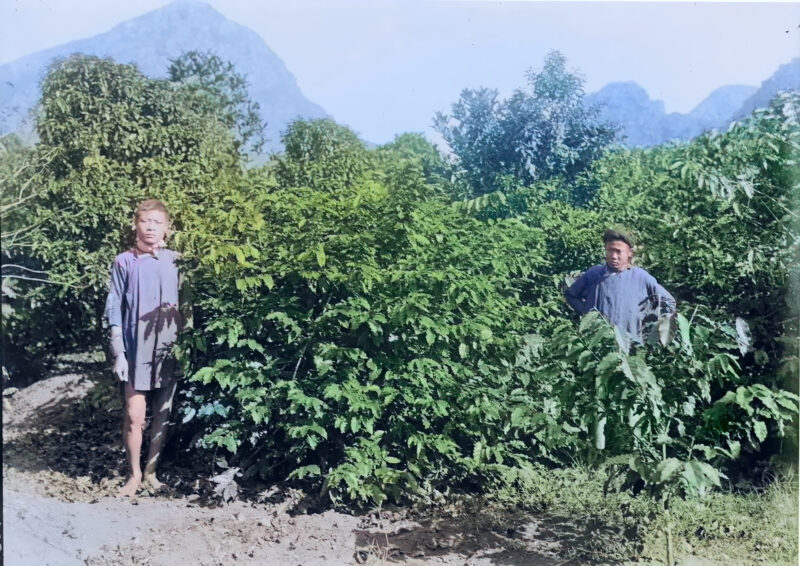 Cây cà phê trên đồn điền Cressonnière – 1898