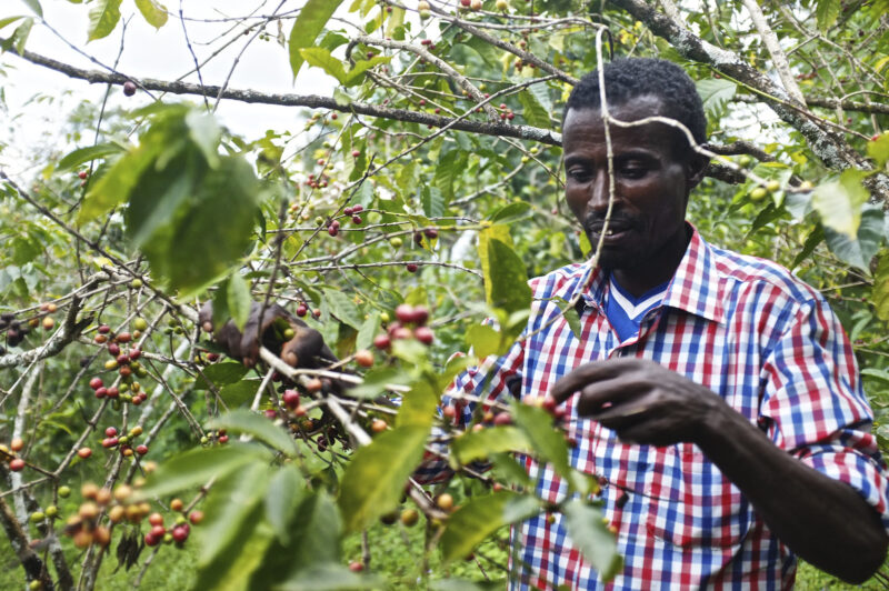 Cây cà phê Arabica tại Ethiopia – Nơi khởi nguồn của chính giống cà phê này