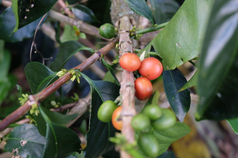 Cây cà phê BourBon Hồng – Colombia