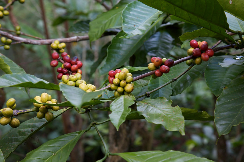 Cà phê Rousta có khả năng chống chịu sâu bệnh và thời tiết tốt hơn nhiều so với Arabica