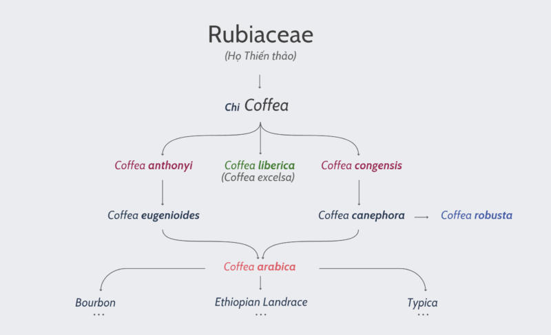 Sơ đồ phả hệ của các gống cà phê phổ biến