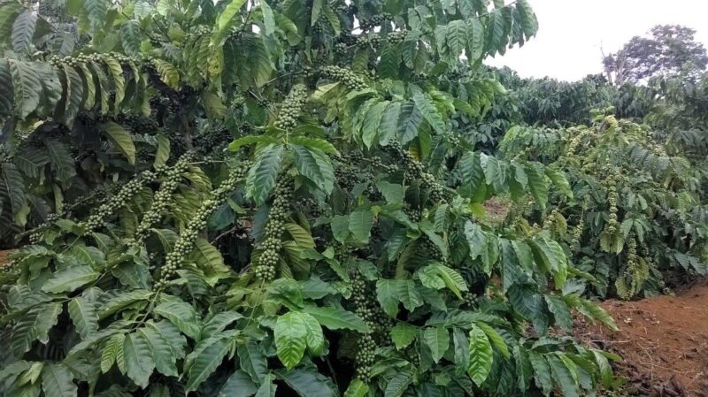 Cây Cà phê Robusta