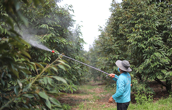 Vườn sầu riêng tại Đa Huoai, nông dân đang chăm sóc dưỡng lại cây sau thu hoạch.