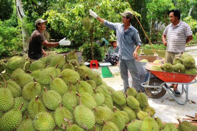 Kiểm soát chất lượng sầu riêng xuất khẩu ngay tại các vùng trồng