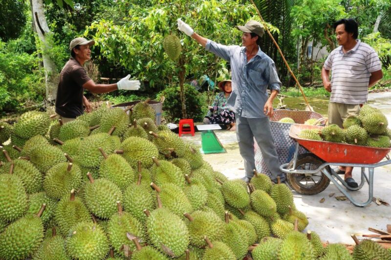 Tăng cường kiểm soát chất lượng sầu riêng xuất khẩu ngay tại các vùng trồng