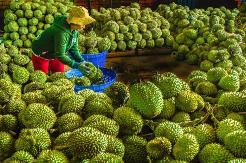 sau rieng dong nai