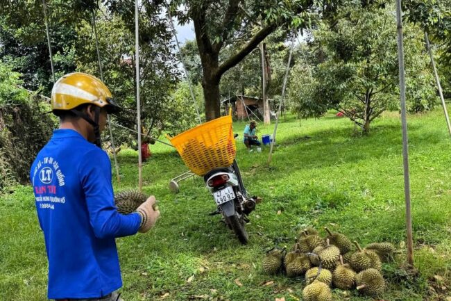 Mưa bão kéo dài, giá sầu riêng giảm mạnh