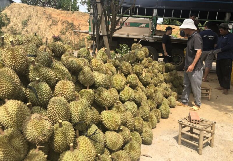 Sầu riêng Di Linh tham gia xuất khẩu