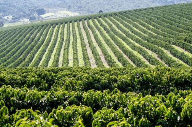 Arabica coffee posts moderate losses as rain in Brazil eases drought concerns