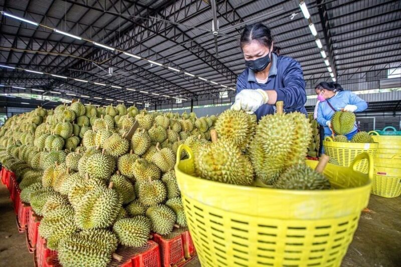 Nhiều dự báo cho rằng, cả năm nay, kim ngạch xuất khẩu sầu riêng của nước ta có thể chạm mốc 3,5 tỷ USD