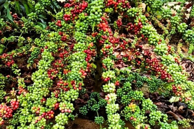 Coffee Prices Post Moderate Gains on Tight Supplies