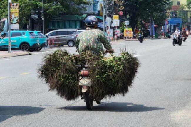 Trung Quốc ‘quay xe’, giá cau trên đà lao dốc