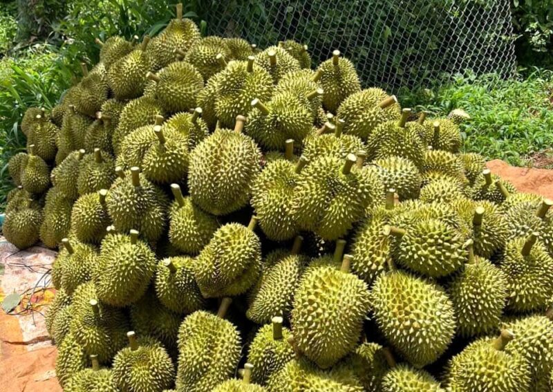 In just over a month, durian in the Southern region will begin to harvest off-season.