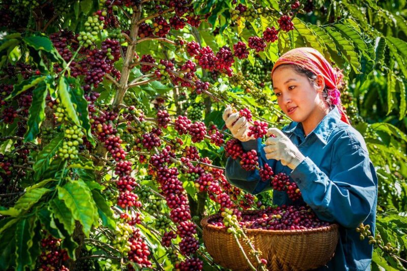 coffee harvest 