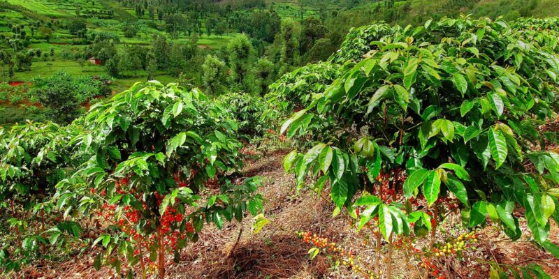 Coffee grown on forest land 