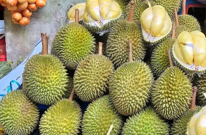 Durian prices are currently increasing 2.5 times compared to the previous period.