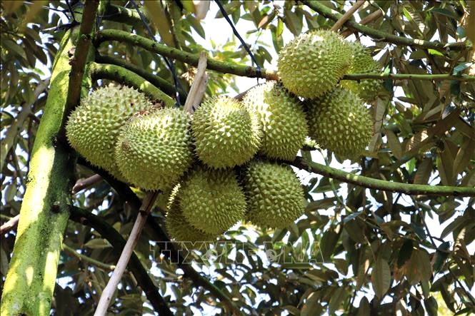 Durian reaching harvest time in Ngu Hiep commune, Cai Lay district, Tien Giang province (photo baotintuc).