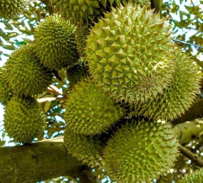 Sau Rae Sầu riêng 'hụt hơi', xuất khẩu rau quả giảm tốc