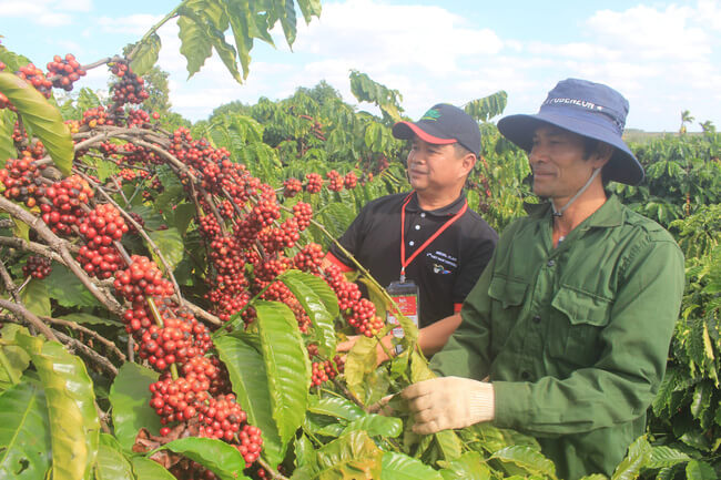 Xuất khẩu cà phê bền vững cần làm tốt từ việc tái canh