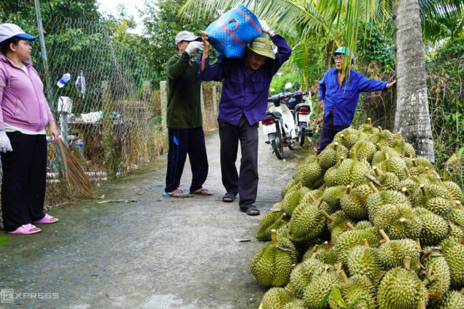 Trung Quốc tăng mua gấp rưỡi sầu riêng Việt