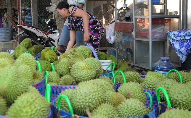 Durian off -season