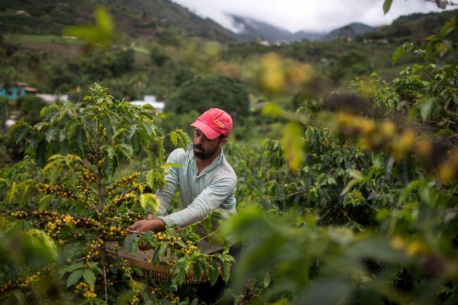 Cà phê Arabica xác lập đỉnh giá mới giữa lo ngại thiếu hụt nguồn cung