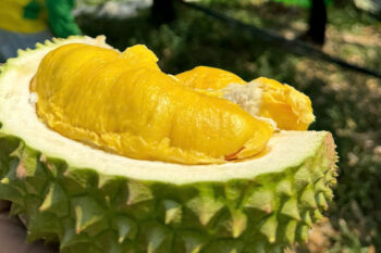Giá sầu riêng Musang King tăng mạnh trở lại
