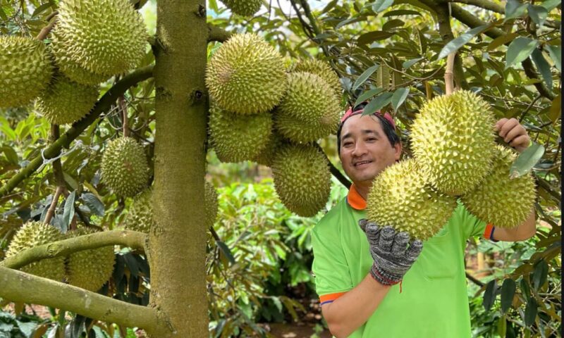 giá sầu riêng xuất khẩu