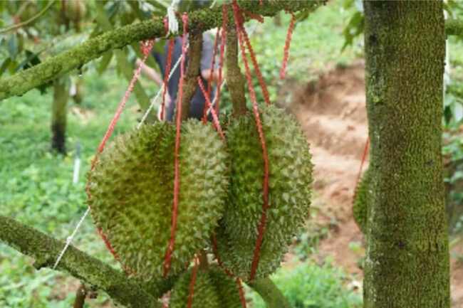 Sầu riêng Việt chịu cạnh tranh ra sao khi Trung Quốc trồng thành công?