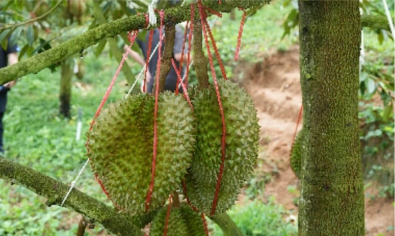 sầu riêng được trồng ở trung quốc