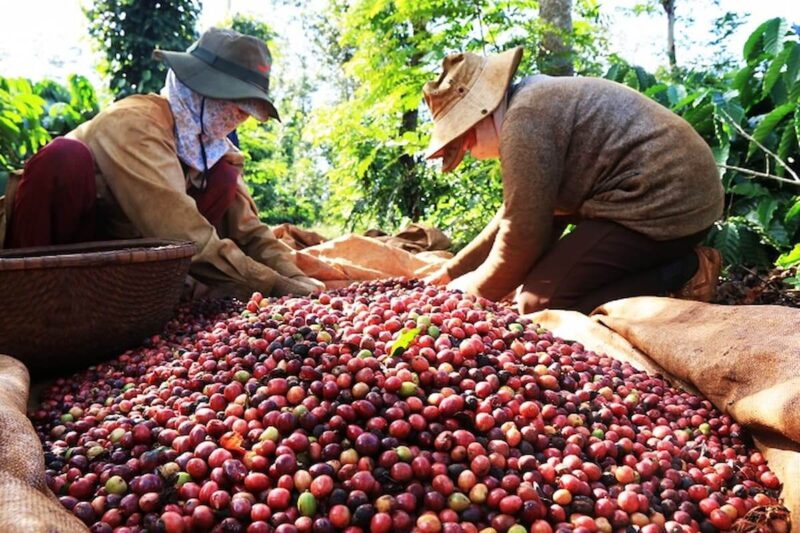 Giá cà phê đang ở mức cao kỷ lục.