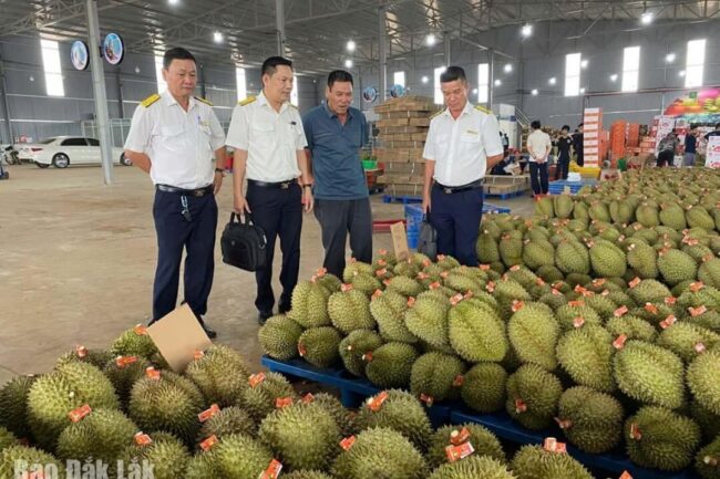 Chống thất thu thuế trong kinh doanh, mua bán sầu riêng ở Đắk Lắk