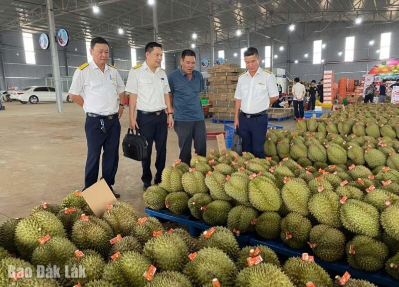 Cán bộ Thuế cơ sở 6 tỉnh Đắk Lắk kiểm tra thực tế tại một đơn vị kinh doanh sầu riêng.