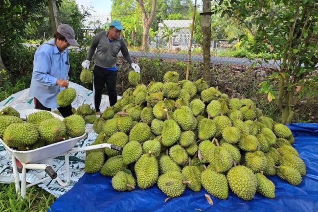 Sầu riêng và bài kiểm tra ngôi vương xuất khẩu