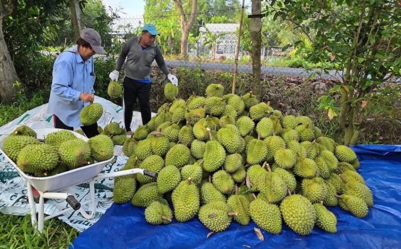Nông dân thu hoạch sầu riêng tại một nhà vườn ở đồng bằng sông Cửu Long. Ảnh: Văn Cộng