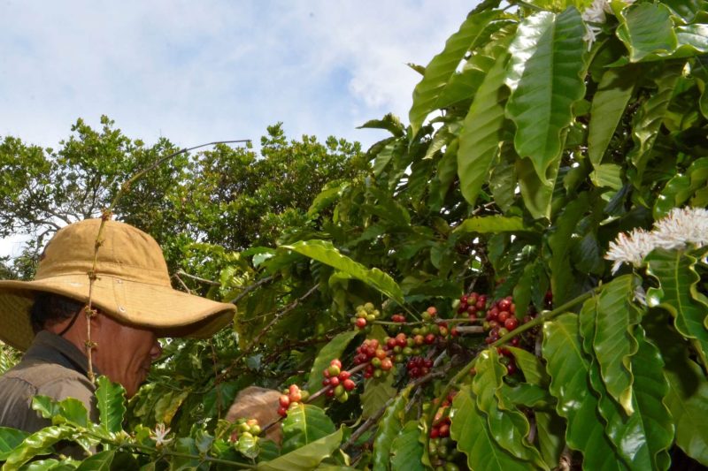cà phê ra hoa chưa kịp hái (1)