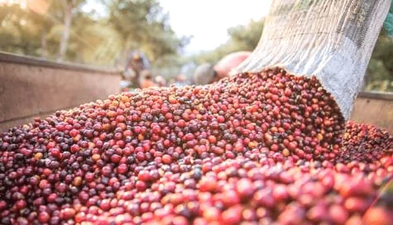 Giới giao dịch cho rằng giá cà phê có thể tiếp tục giảm vì Mỹ đã dỡ thuế quan đối với mặt hàng này, nhưng mức giảm sẽ không sâu.