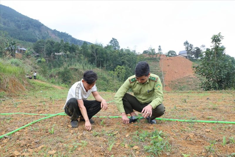 trồng cà phê tự phát ở Lào Cai (1)