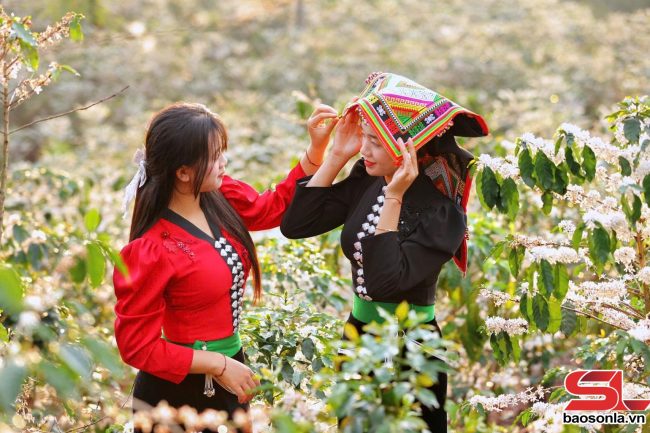Mùa hoa cà phê ở Chiềng Mai