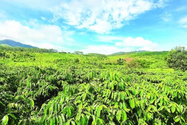 Quảng Ngãi mở rộng vùng trồng cà phê xuất khẩu