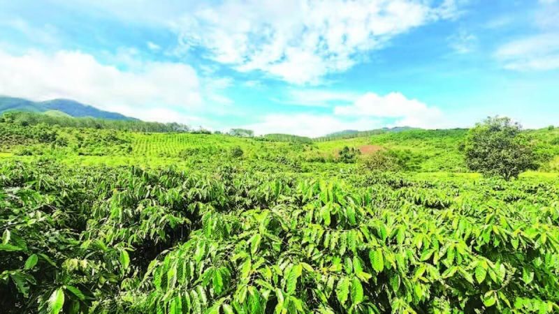 Phía tây tỉnh Quảng Ngãi có thế mạnh về cà phê xứ lạnh.