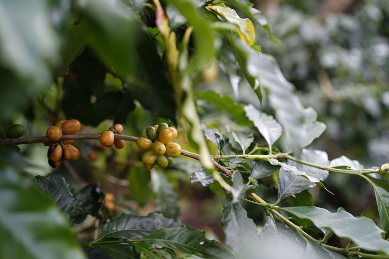 Cây cà phê Yellow Bourbon