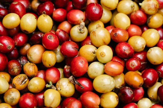 Vì sao mọi người hay gọi Arabica Đà Lạt là “cà phê Moka”