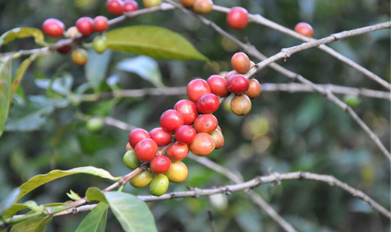 cây cà phê moka