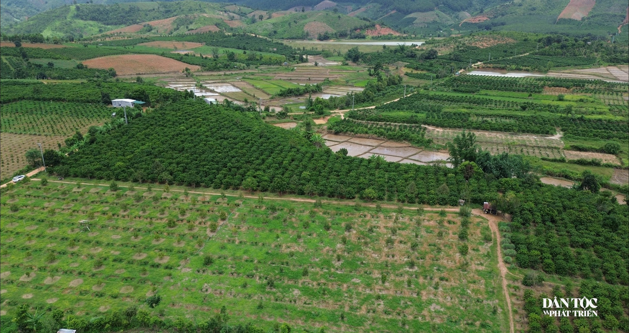 Nhờ áp dụng khoa học kỹ thuật vào chăm sóc, vườn cà phê trồng xen sầu riêng của anh A Đuk luôn xanh tốt và cho năng suất cao. Ảnh: Ngọc Chí