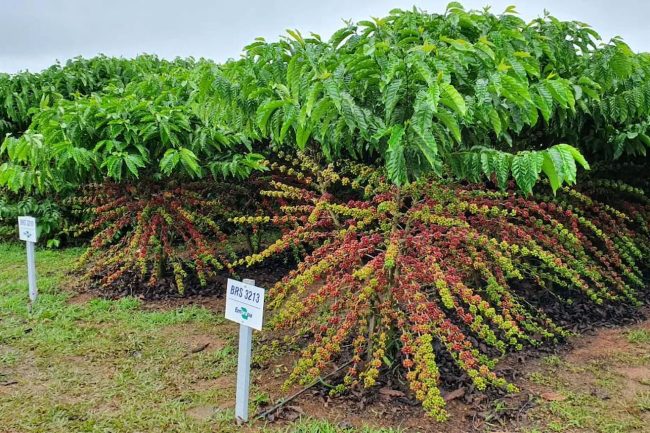 Coffea canephora là gì? Cà phê Robusta và Conilon khác nhau như thế nào?