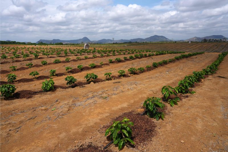 Một vườn cà phê Robusta tại São Domingos do Norte, bang Espírito Santo, Brazil