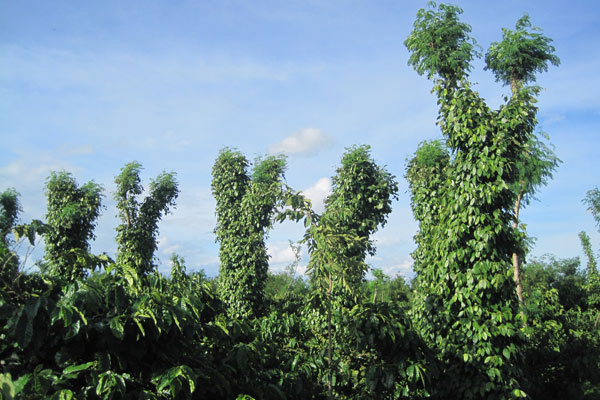 Nhiều nông dân sử dụng keo làm cây trụ sống cho tiêu vì những ưu thế mà loại cây này mang lại.